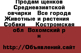 Продам щенков Среднеазиатской овчарки - Все города Животные и растения » Собаки   . Костромская обл.,Вохомский р-н